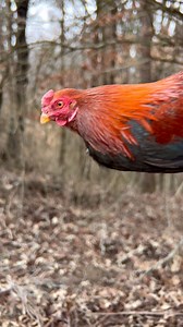 28K views · 7.7K reactions | Asil stag our Asil are some of the best...