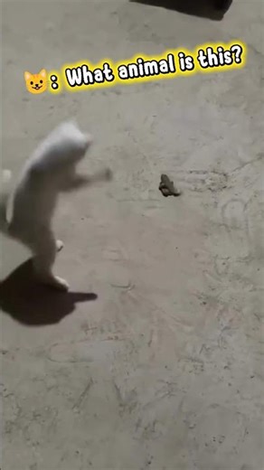 cat’s reaction seeing a frog for the first time! 🤣🐱🐸