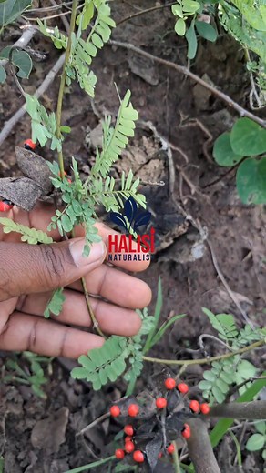 Hizi mbegu zinaitwa Lufyambo au Ubhulunga. Kisayansi zinaitwa Abrus precatorius, Sayansi inathibitisha kuwa zina sumu ndani yake hivyo sio salama kwa matumizi ya kula mpaka itumike njia ya kuua sumu kwanza, kama kupika au kuchemsha na maziwa. Lakini mimi sintazungumzia kisayansi nitazungumzia ulimwengu wetu wa kienyeji huku, Sikiliza video vizuri. Kuhusu kutibu macho, kinga ya mwili, nitaeleza katika post nyingine itakayofuata kuhusu huu mmea.. Je wewe unatumiaje mmea huu katika tiba? Tupe exper