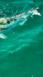 Embrace the savage lifestyle with fishing gear that is designed for those who relentlessly pursue the challenging bite and go where others won't. | Savage Gear Americas | Facebook