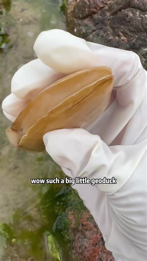 Geoduck #tidepool #wildlifetok #oceandiscovery #beachlife #geoduck | geoduck