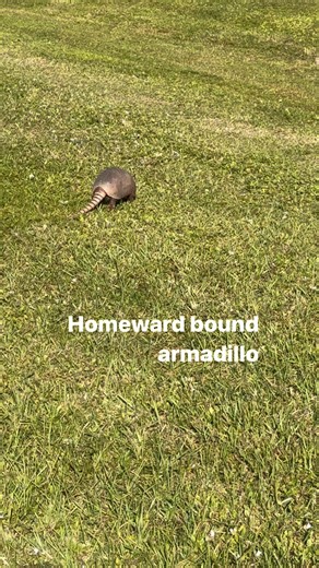 This armadillo was out front today #wildlifeeducation #animalfacts #natureeducation #wildlifeconservation #wildlifeawareness #educationalcontent #learnwithme #animalsofinstagram #wildlifephotography #macaws #wildanimals #learnaboutanimals #animalplanet #wildlifeexplained #naturelovers #wildlifeenthusiast #wildlifevideo #animalbehavior #conservationeducation #didyouknow #warthogs #wildlifelovers #wildlifechannel #animaleducation #parrotsofinstagram #wildlifelearning #environmentaleducation #anima