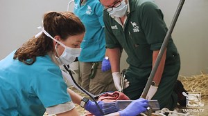 10K views · 33 shares | To continue with the International Tiger Day...