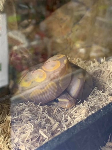 Snakes with Hats Community | Banana pastel python using itself as a hat 🎩 | Facebook