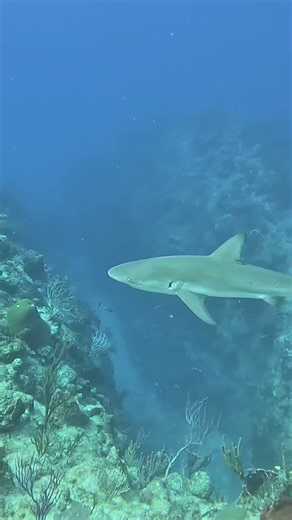 I Was Watching a Turtle… Then a Blacktip Reef Shark Appeared OUT OF NOWHERE! 🐢🦈😱 | Turks & Caicos