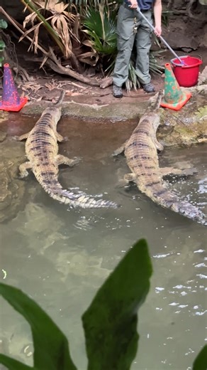 It’s feeding time for the Indian gharials in JungleWorld! These fascinating reptiles are armed with 110 interlocking teeth. They use their highly sensitive snouts to help them target their prey strikes and latch on to fish. At the zoo, our Indian gharials are fed twice a week, and are trained to station to specific cones placed in their JungleWorld habitat to ensure each individual receives an adequate amount of fish. Indian gharials are critically endangered, with fewer than 1,000 remaining in 