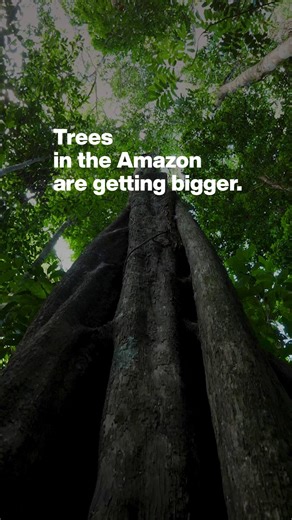 66K views · 728 reactions | In the #Amazon, old giants are quietly...