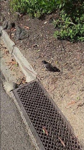 墨爾本皇家植物園Royal Botanic Gardens Victoria - Melbourne Gardens. 🐦‍⬛🐦‍⬛🐦‍⬛