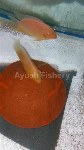 Severum Fish Egg Laying #fishbreeding #aquarium #aquaticpets