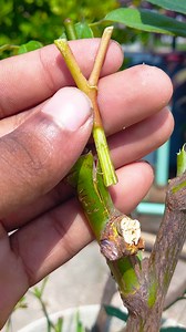 10K views · 45 reactions | Growing periwinkle flower plant at rose plant by grafting | Tips & tricks in this video #fblifestyle #shorts #share #shortsvideos #s #reelsviralシ #Share #hilights #reels | Amd MultiMedia | Facebook