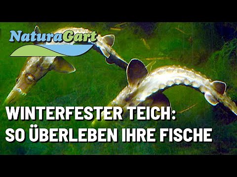 Gartenteiche im Winter, wie überwintern Fische
