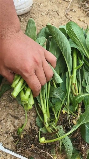 GI151315 mini rotary tillage and ridging all-in one tree 🌲 short view#subscribe #viral #shorts