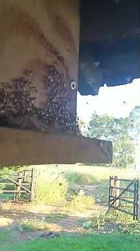 IDEAL TYPE OF 🐝 TO CREATE IN 🏠..