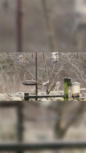 These garden birds can't resist the feeder #birdfeeder #shorts
