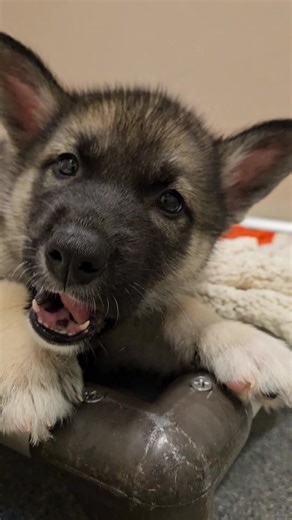 67K views · 2.6K reactions | The University of Washington already has a husky mascot, but that didn't stop someone from leaving a litter of them in a cardboard box on their campus. Sadly, they didn't have the SAT scores to get in, but we think they'll be much happier being homeschooled by some amazing families! Come down and visit Dubs, Henry Art Gallery, Kane Hall, Drumheller Fountain, Burke Museum and Husky Stadium at Seattle Humane! WSU alums are also welcome. | Seattle Humane | Facebook