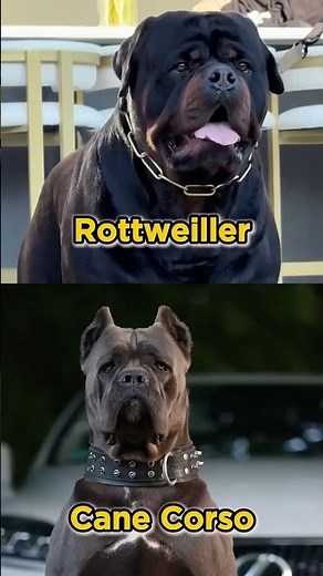 Rottweiler Vs Cane Corso 🔥 Who’s the Ultimate Guard Dog? #shorts #rottweiler #canecorso #dogshorts