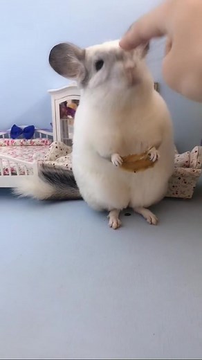 Chinchilla's Angry Call: What Does it Sound Like?