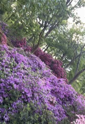 #fyp #nature #foruyou #london #issabellaplantation #richmondpark #londonvibes