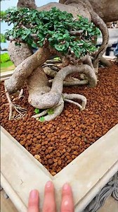 Akadama bonsai soil, 9.5kg bag (14 liters)