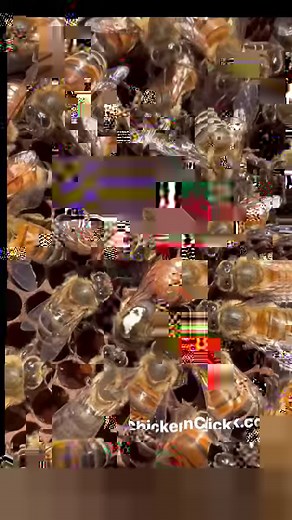 70K views · 2.9K reactions | Queen Bee Laying Eggs! This is a treat...