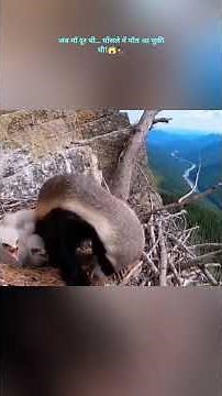 Mom was away... Death had entered the nest! 😱🦅 | Wild Tales |#shorts