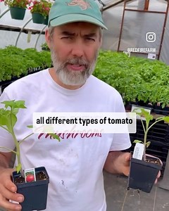 1.6K views · 24 reactions | Two potato-leaf tomato varieties that Ryan loves! Learn a little about them and find these organic plants and many more of their tomato plant brethren in the greenhouse at the Granby farm store! Ryan will be there at store this Saturday 1-5 while we plant the store gardens if you want to ask him any tomato growing questions for your garden . #rffgardening #organicplants #granbyma #redfirefarm | Red Fire Farm | Facebook
