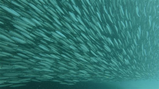 The Largest Mass Migration on the Planet | Nature