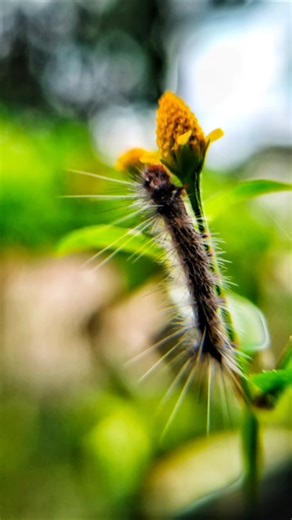 macro photo of Caterpillar #nature #garden #naturephotography #animals #wildlife