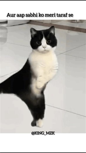 Happy Thandi 😅😜 | #viral #cat #trending #shortsfeed #comedy #bts #new #songs #ytchallenge |