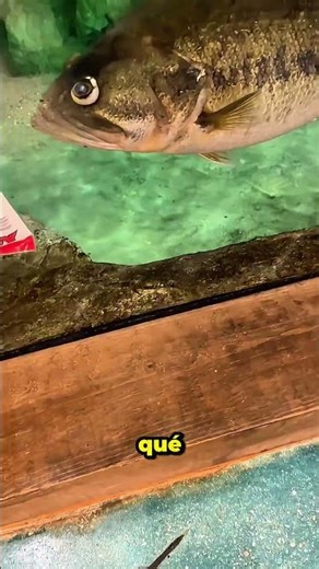 ¿Qué cebo atrapa los peces MÁS GRANDES? #fishing #shorts