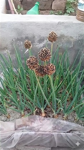 Onion Seeds Collect Shorts #gardening