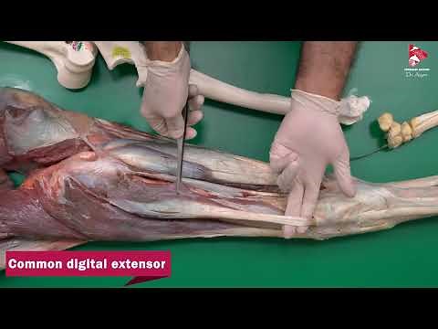Equine Anatomy - Extensor Muscles of the Carpal Joint and Digits