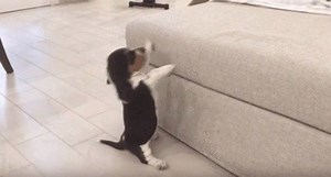 32K views · 637 reactions | We all need more puppies in our lives!  | GIPHY | Facebook