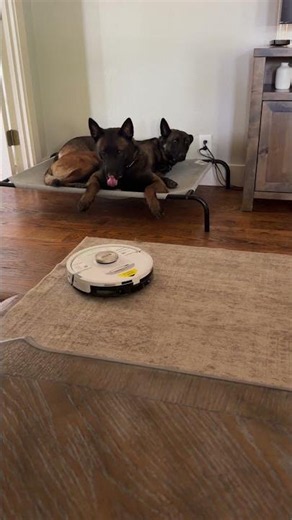 2 Malinois vs roomba #protectiondog #malinoismonday #dogtraining #puppy