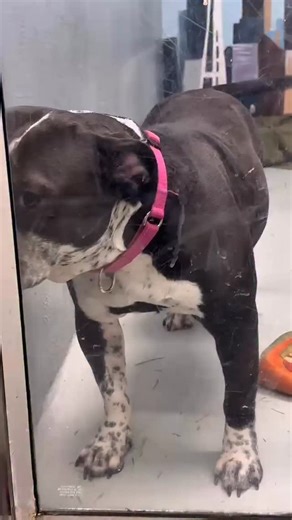 Our kennels are full with the most refined and exquisite rare breeds 😉🥰 They just need to meet their forever person. Is it you? Come meet them today! #shelterdogsrock #shelterdog | Seattle Animal Shelter