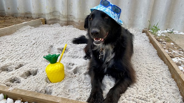 Dogs Live It Up During Their Playtime