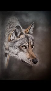 I need a title for this wolf portrait? What do think I should call it? #artreelsofinstagram #greywolf #irishart #wolfart #animalportrait | Collette Murphy - Irish Portraits