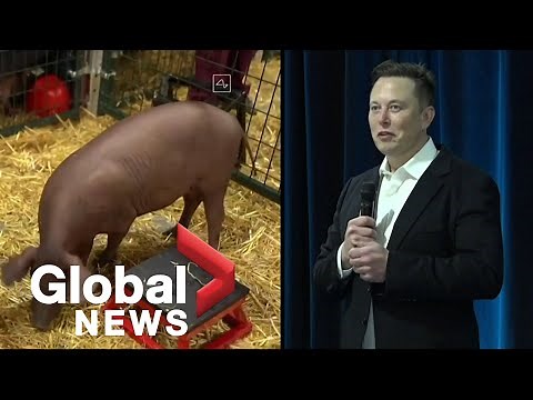 Elon Musk's Neuralink venture unveils pig with computer chip in brain