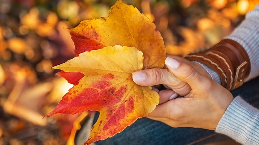 Why Do Some Trees Lose Their Leaves in Autumn? | Britannica