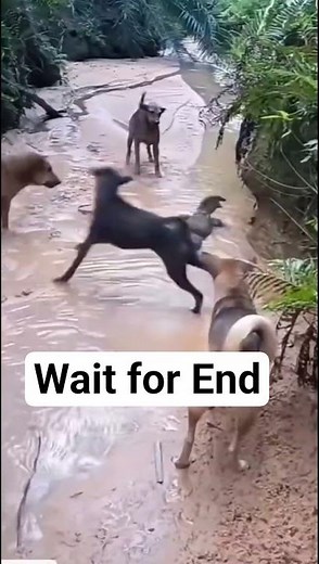 Dogs vs Monitor Lizard 🐕🦎 | Epic Animal Fight | Wildlife Shorts