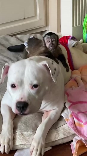 Handicapped Pit Bulls and Baby Monkeys: Unlikely Best Friends 🐵🐶