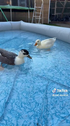 How to Set Up a Pool for Call Ducks