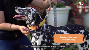 Move aside regular collars, martingale collar is here! They are one of the most comfortable & safe collars for your dog as they don’t choke on their neck. Learn all about martingale collars and how to introduce them to your dog in this video. #LearnWithHUFT #expertadvice #dogcare #dogcollars #dogvideos #knowledge #HeadsUpForTails #dogfacts | Heads Up For Tails