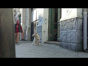 Lustige Hundevideos: Die lustigsten Hundeclips