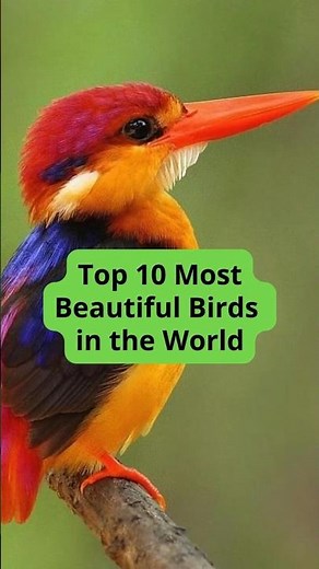 Top 10 Most Beautiful Birds in the World 🌍 | Stunning Birds You Must See!