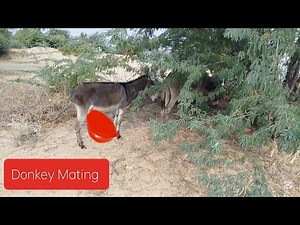 DONKEY MATING 4K VIDEO