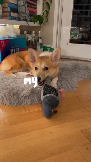 11 reactions | Introducing Carla, our 6-month-old Corgi mix rescue...