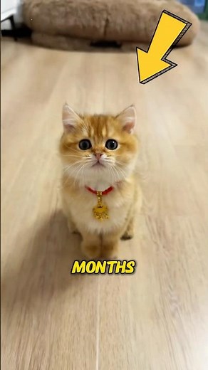 How to Teach a Cat to Use the Toilet