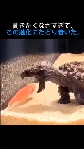 海の神秘録 on Instagram: "アリゲーターガメ （Alligator Snapping Turtle） 世界最大級の淡水ガメのひとつ。 しかし、この生き物の本当の恐ろしさは「大きさ」ではありません。 彼らは川底に身を沈め、 ほとんど動かず、口を開けたまま待ち続けます。 そして舌の先にある、 まるでミミズのような“疑似エサ（lingual lure）”を わずかに揺らすだけ。 それを本物のエサだと信じた魚が近づいた瞬間── 強力なアゴが雷のように閉じ、狩りは一瞬で終わります。 走らない。 追いかけない。 考えられないほど効率的な「待ち」の戦略。 動かないことを突き詰めた結果、生まれた 完璧な待ち伏せ型捕食者です。 人に対して積極的に攻撃することはありませんが、 この驚異的な進化を遂げた生き物は 今、環境破壊によって数を減らし続けています。 “何もしない”ことも、 自然界では最強の戦略になる。 ——————————————————————— もっと面白い、興味深い海の話が楽しみになるんでしたら、 ＠deep_ocean.zip をフォロー！ より神秘な海の話をご提供させていただ