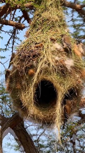 The Incredible Architecture of Weaver Birds